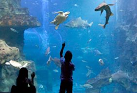 acquarium